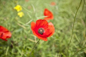 mexborough poppy sm.jpg